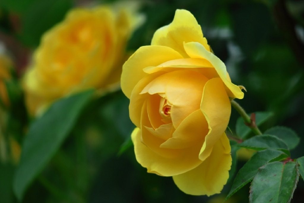 父の日　黄色のバラ