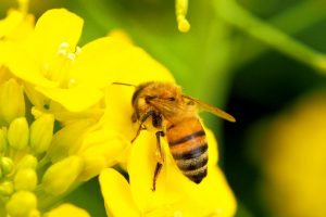 花の蜜を吸う蜜蜂