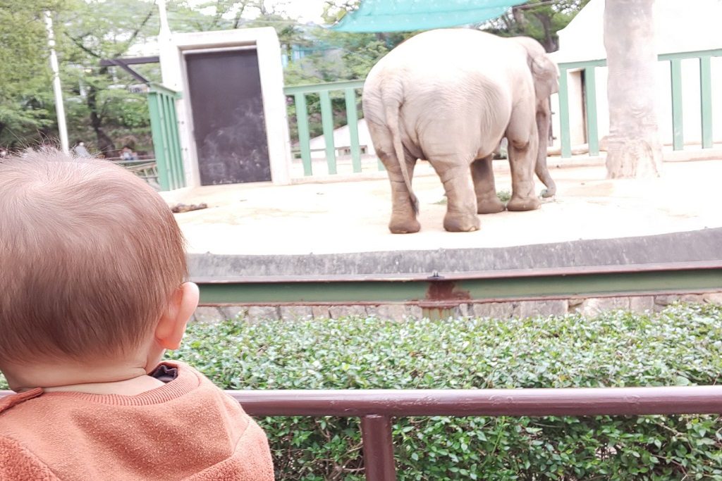 象と赤ちゃん