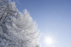 寒の入りをイメージした霜に覆われた木と空