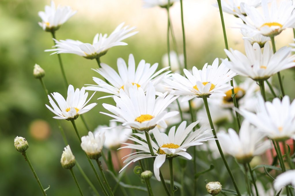 気持ちを晴れやかにする白いお花