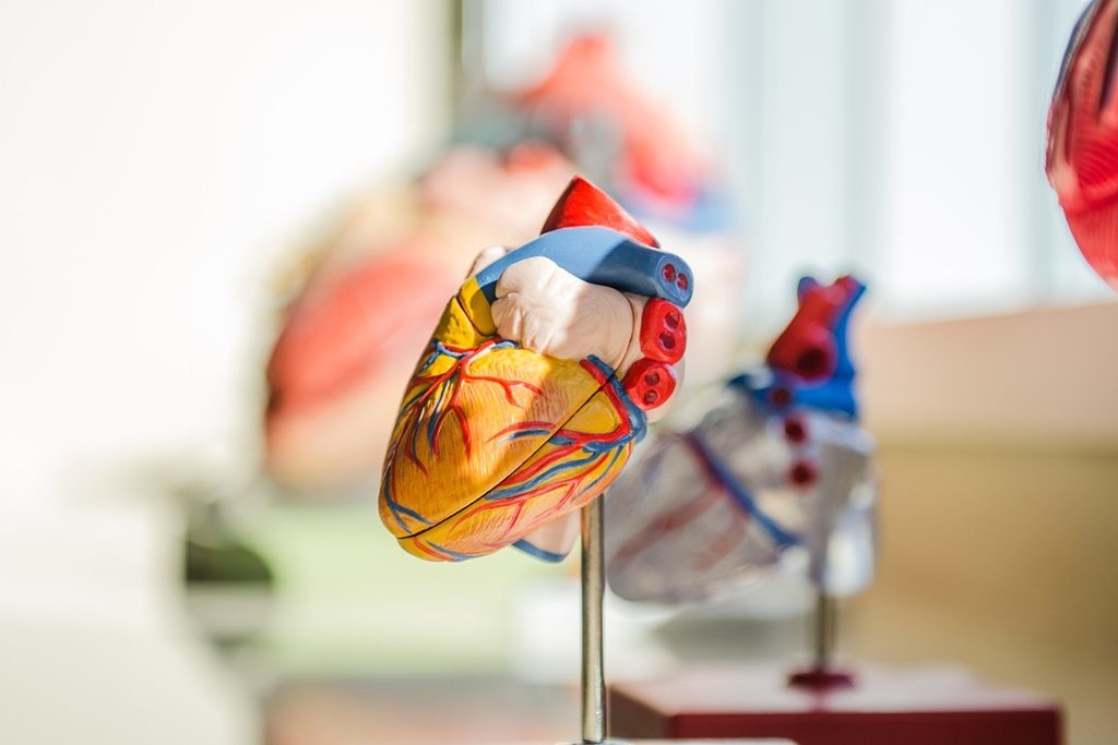 心臓の模型
