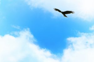鷹乃学習とはどんなもの？夏真っ盛りの大空を飛ぶ鷹が学ぶこととは？
