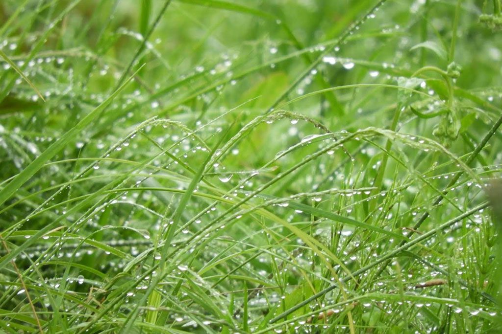 雨にぬれる草
