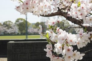 入学式　春　桜