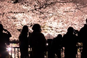 夜桜を見る人々