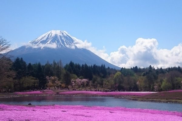 五月富士と芝桜
