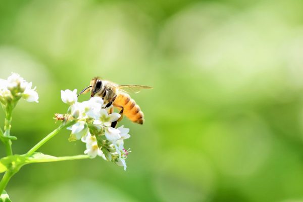 蜜蜂と花