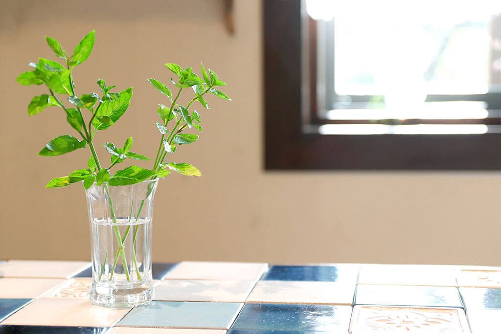 テーブルと植物
