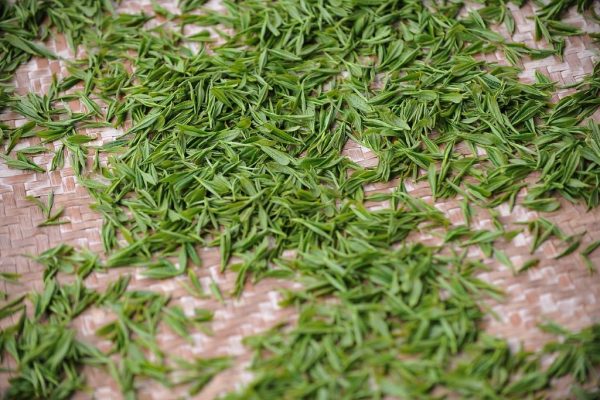 乾燥した緑茶の茶葉