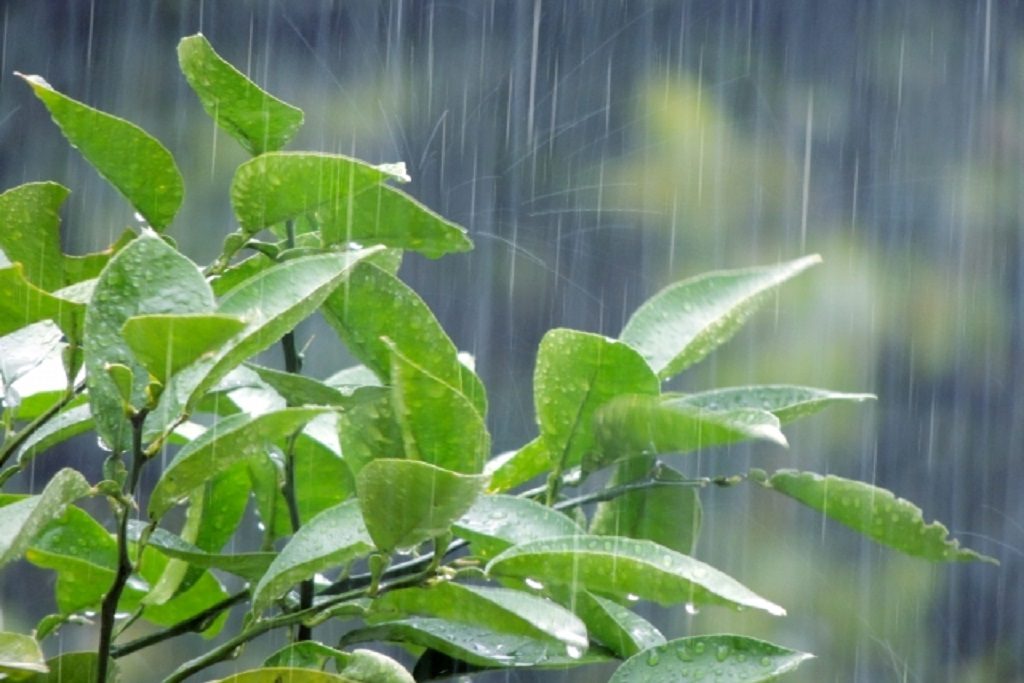 梅雨時の植物